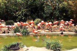 San Diego Zoo Visit