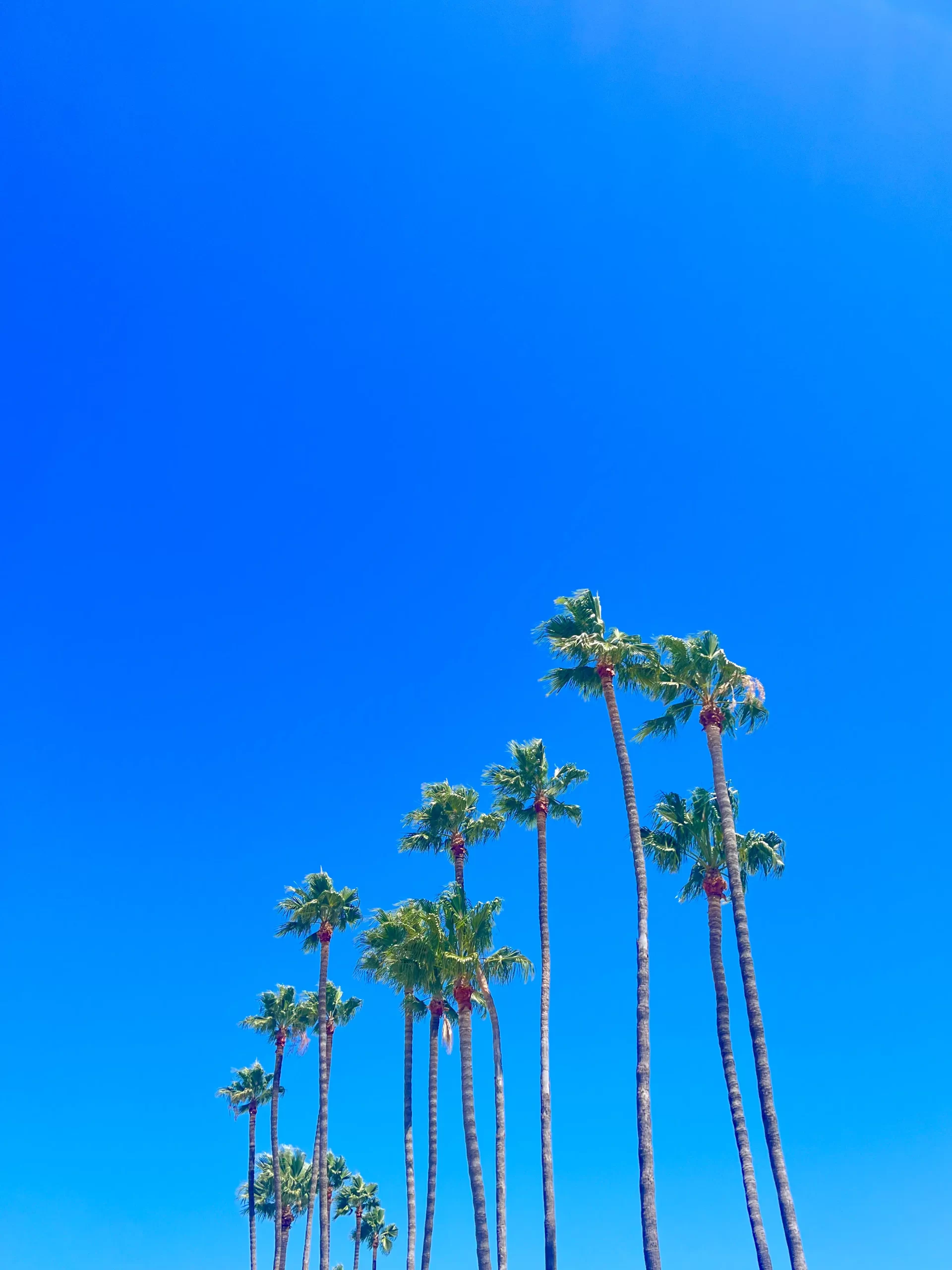 palm trees and blue sky